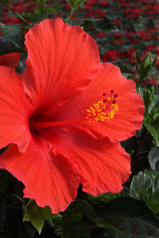Red hibiscus   p omalley